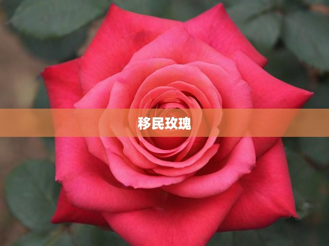 移民玫瑰