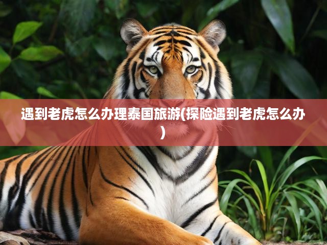 泰國探險避虎攻略，緊急應對老虎出沒安全指南